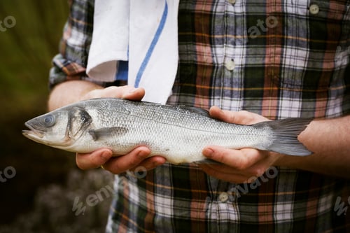 Preview: Close up of a chef holding a fresh fish in his hands.