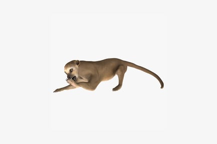 Preview: Airborne puma in crouching pose