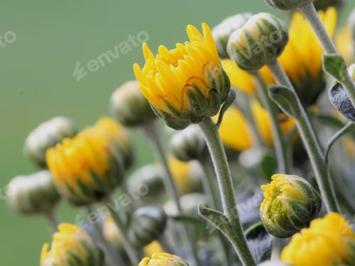 Preview: Yellow Chrysanthemum - Photograph Of A Bouquet Of Yellow Chrysanthemums With A Mixture Of Buds And
