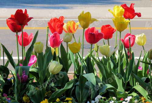 Preview: tulips