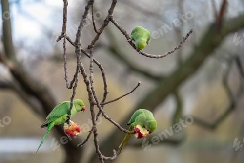 Preview: Parakeets of London