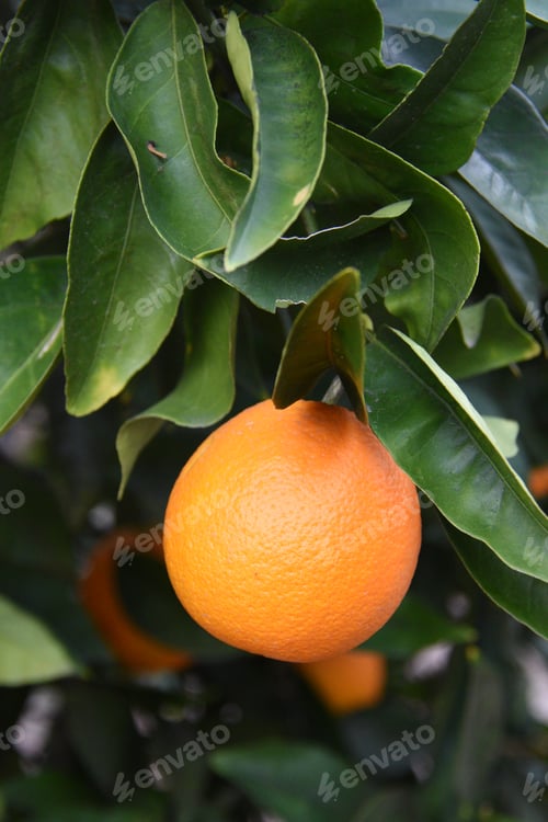 Preview: Ripe Orange Fruit Hanging on Tree Branch