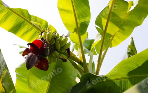 Preview: Bunch of fresh green bananas hanging from a banana tree