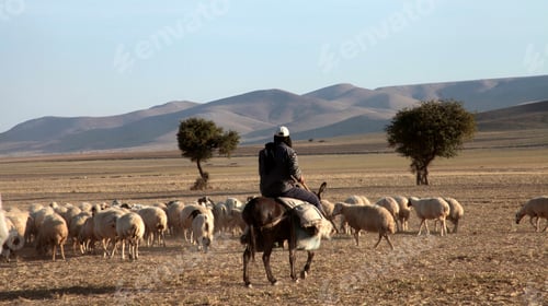Preview: grazing sheep herd background