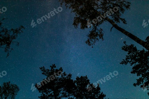 Preview: bottom view of night sky with stars and treetops