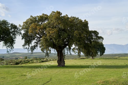 Preview: Strong Oak tree has lush foliage on a meadow.