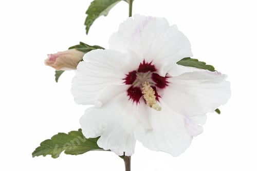 Preview: Flower of hibiscus, isolated on white background