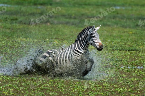 Preview: Zebra splashing in water during a vibrant day