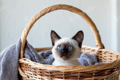 Preview: Cute kitten siamese cat indoor