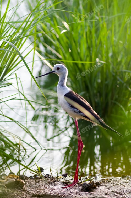Preview: Black-winged Stilt in wetland