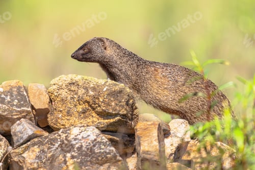 Preview: Egyptian Mongoose in Extremadura Spain