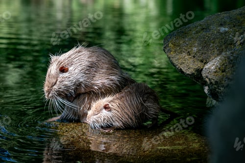 Preview: a female animal looking like a beaver but it is a coyou in germany in the wild
