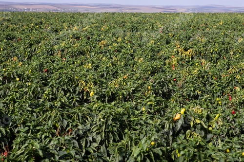 Preview: pepper plantation. Chilli or Red pepper plantation or field.
