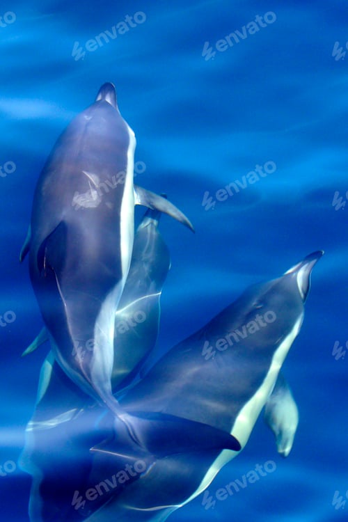 Preview: Short-beaked Common Dolphin, El Estrecho Natural Park, Spain