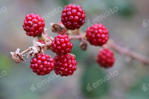 Preview: Wild blackberries in the ripening process