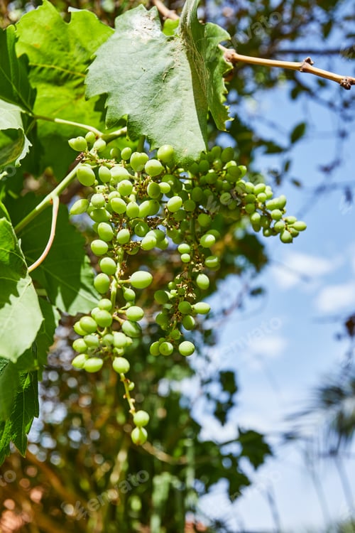Preview: Beautiful and fresh green unripe grapes on a branch in the summer against the blue sky