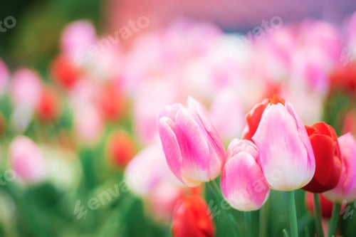 Preview: Pink tulip in winter