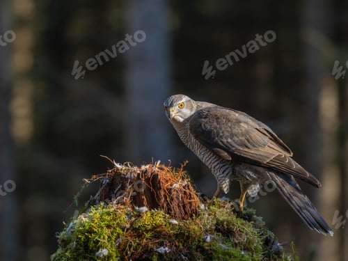 Preview: Male Goshawk perched on a tree stump in Scotland.