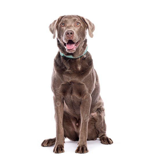 Preview: Chocolate labrador retriever dog wearing a collar sitting and looking up panting with mouth open