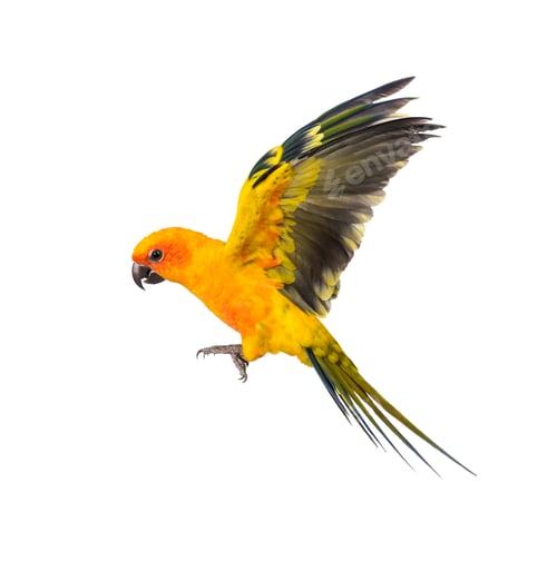 Preview: sun parakeet, bird, Aratinga solstitialis, flying, isolated