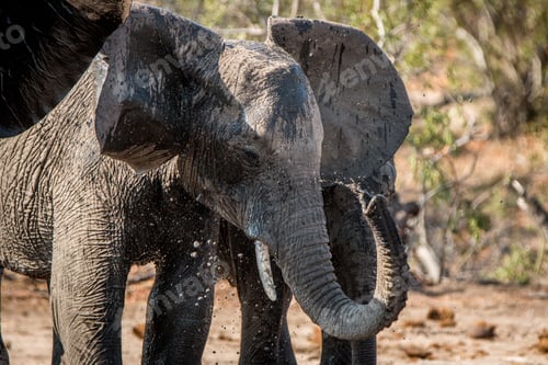 Preview: An Elephant drinking.