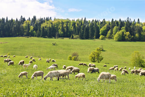 Preview: Flock of sheep in Poland