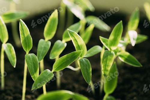 Preview: Young Sprouts With Green Leaf Or Leaves Growing From Soil. Sprin