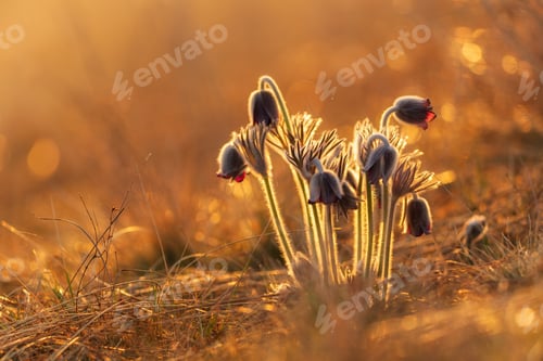 Preview: Black pasque flower - Pulsatilla nigricaus