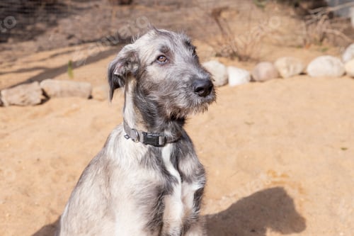 Preview: The portrait of a puppy of breed the Irish Wolfhound lying on sand in the yard.Puppy of breed the