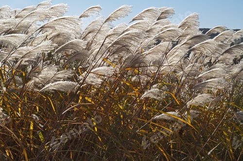 Preview: Amur Silver Grass (Miscanthus Sacchariflorus). Called Japanese Silver Grass Also
