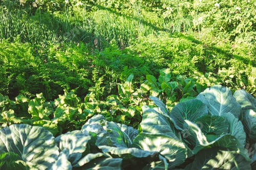 Preview: Vegetables, carrots, cabbage, beets, onions growing in the garden. Harvest, crop. Healthy food N