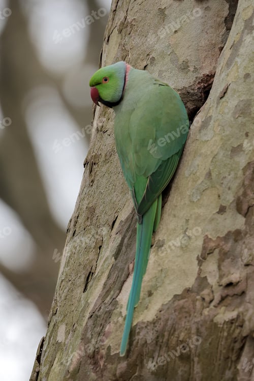 Preview: parrot bird on the tree, close up