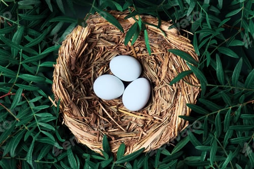 Preview: Nest and Eggs on Green Branches