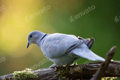 Preview: Closeup of a turtledove perched on a tree branch with moss against a green background