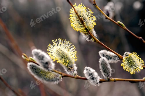Preview: nature