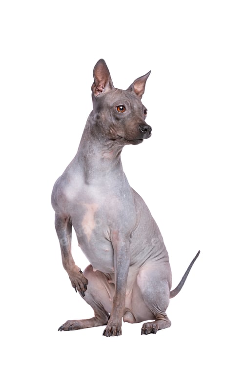 Preview: dog