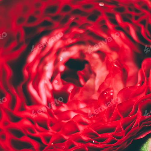 Abstract Close-Up of a Red Flower