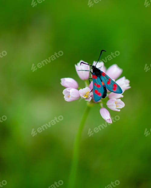 Preview: Closeup of a vibrant blue and red butterfly perched atop a purple flower