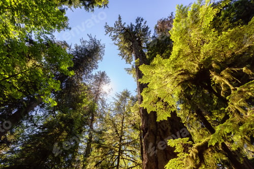 Preview: Lush Green Rain Forest in Pacific Northwest. MacMillan Provincial Park