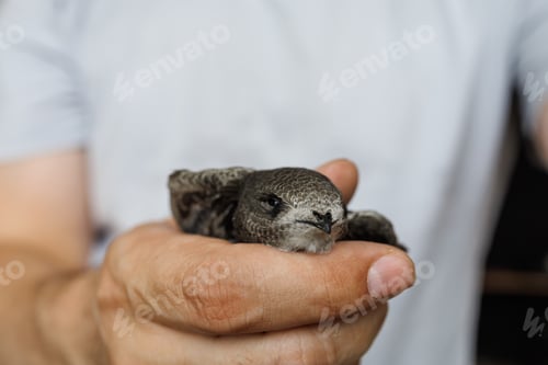 Preview: A close look at a man holding a swift bird gently showing kindness and protection of wildlife