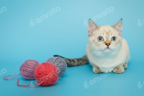 Preview: White Scottish kitten on a blue background
