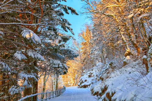 Preview: Pathway to mount Floyen