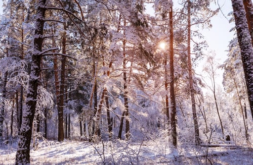 Preview: Frozen tree