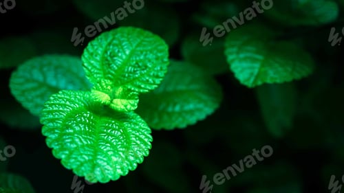 Preview: Green Leaves On Dark Cement Texture In The Garden For Natural Concept Background