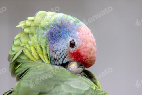 Preview: Close up shot of red-tailed amazon (Amazona brasiliensis)