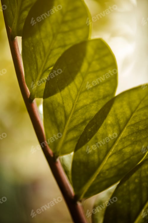 Preview: Green leaf in close up shot