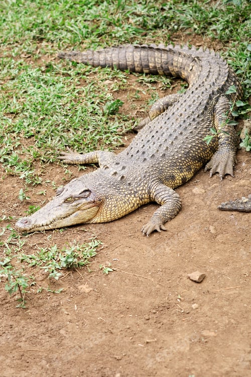 Preview: Crocodile