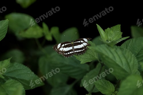 Preview: beautiful butterfly on a leaf