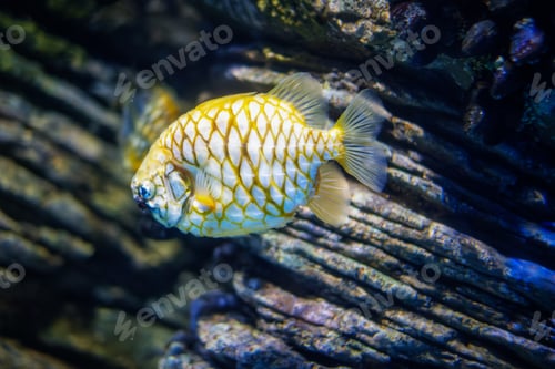 Preview: Australian pineapplefish fish in sea