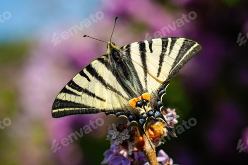Preview: Top view of scarce swallowtail sitting on violet flower in summer